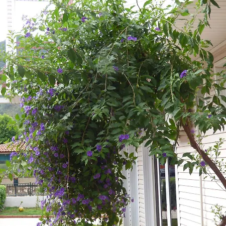 Avlu 4 公寓式酒店